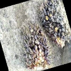 unripe_train (1607).jpg