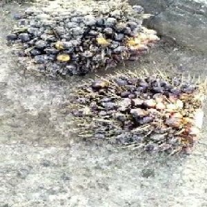 unripe_train (1608).jpg