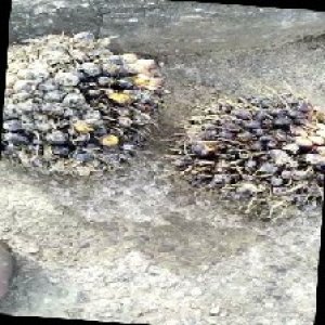 unripe_train (1609).jpg