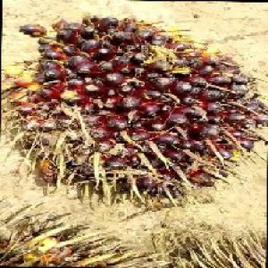 unripe_train (161).jpg