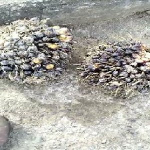 unripe_train (1610).jpg