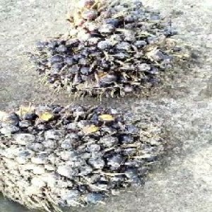 unripe_train (1611).jpg