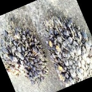 unripe_train (1612).jpg