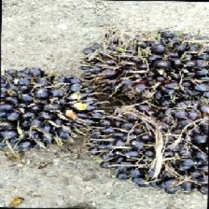 unripe_train (1613).jpg