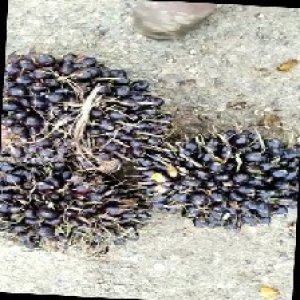 unripe_train (1615).jpg