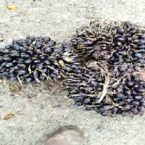 unripe_train (1616).jpg