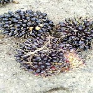 unripe_train (1617).jpg