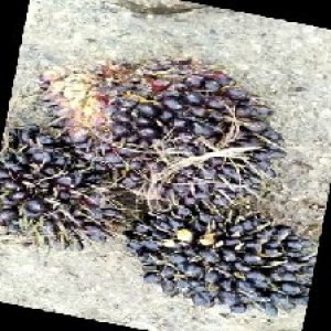 unripe_train (1618).jpg