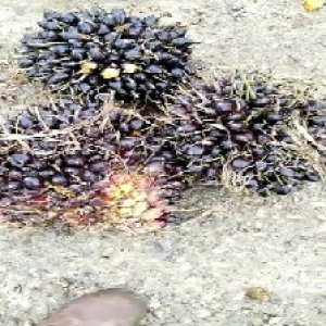 unripe_train (1619).jpg