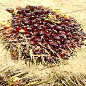 unripe_train (162).jpg