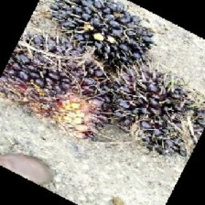 unripe_train (1620).jpg