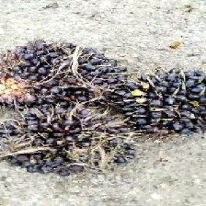 unripe_train (1621).jpg