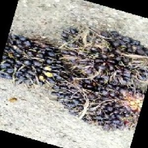 unripe_train (1622).jpg