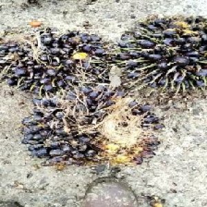 unripe_train (1623).jpg