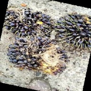 unripe_train (1624).jpg