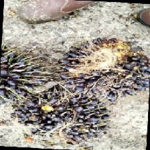 unripe_train (1625).jpg