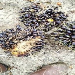 unripe_train (1626).jpg