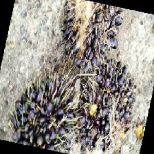 unripe_train (1627).jpg