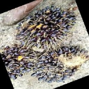 unripe_train (1631).jpg