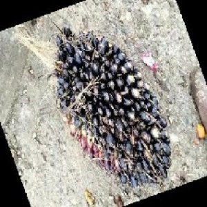 unripe_train (1639).jpg