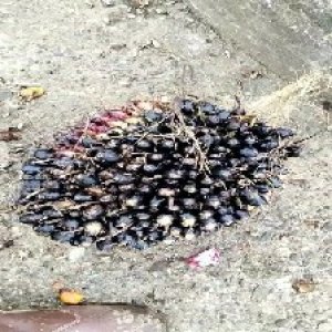 unripe_train (1640).jpg