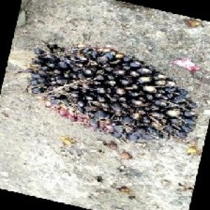 unripe_train (1644).jpg