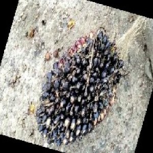 unripe_train (1645).jpg