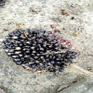 unripe_train (1646).jpg