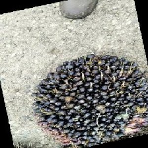 unripe_train (1652).jpg