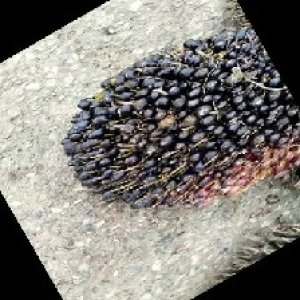 unripe_train (1656).jpg