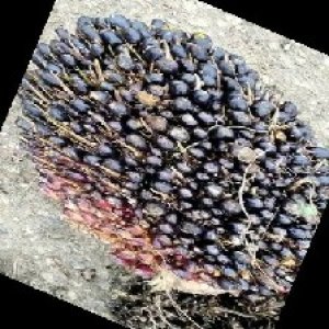 unripe_train (1657).jpg