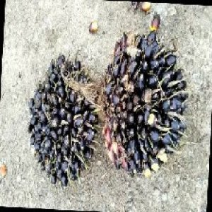 unripe_train (1666).jpg