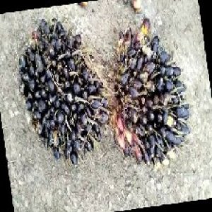 unripe_train (1670).jpg