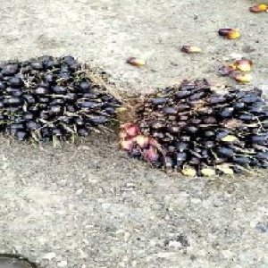 unripe_train (1676).jpg