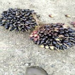 unripe_train (1679).jpg