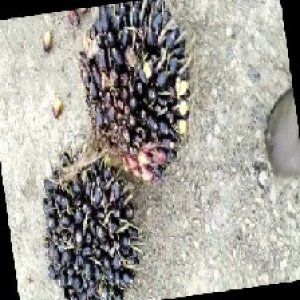 unripe_train (1680).jpg