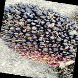 unripe_train (1688).jpg