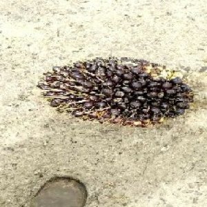 unripe_train (1691).jpg