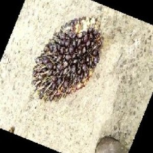 unripe_train (1694).jpg