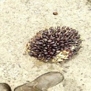 unripe_train (1695).jpg