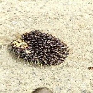 unripe_train (1699).jpg