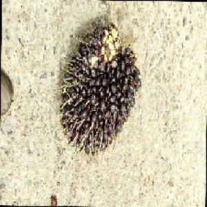 unripe_train (1700).jpg