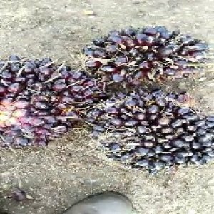 unripe_train (1705).jpg