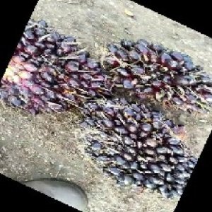 unripe_train (1706).jpg