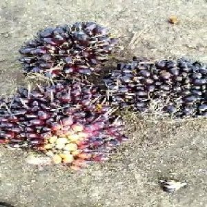 unripe_train (1707).jpg