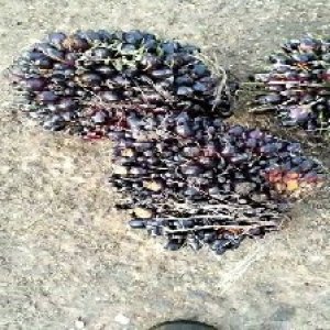 unripe_train (1709).jpg