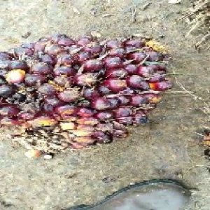 unripe_train (171).jpg