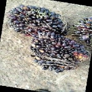 unripe_train (1710).jpg