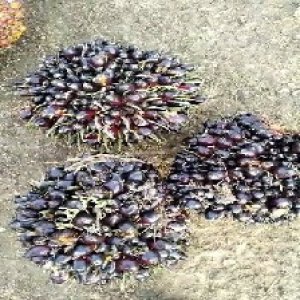 unripe_train (1711).jpg