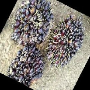 unripe_train (1712).jpg